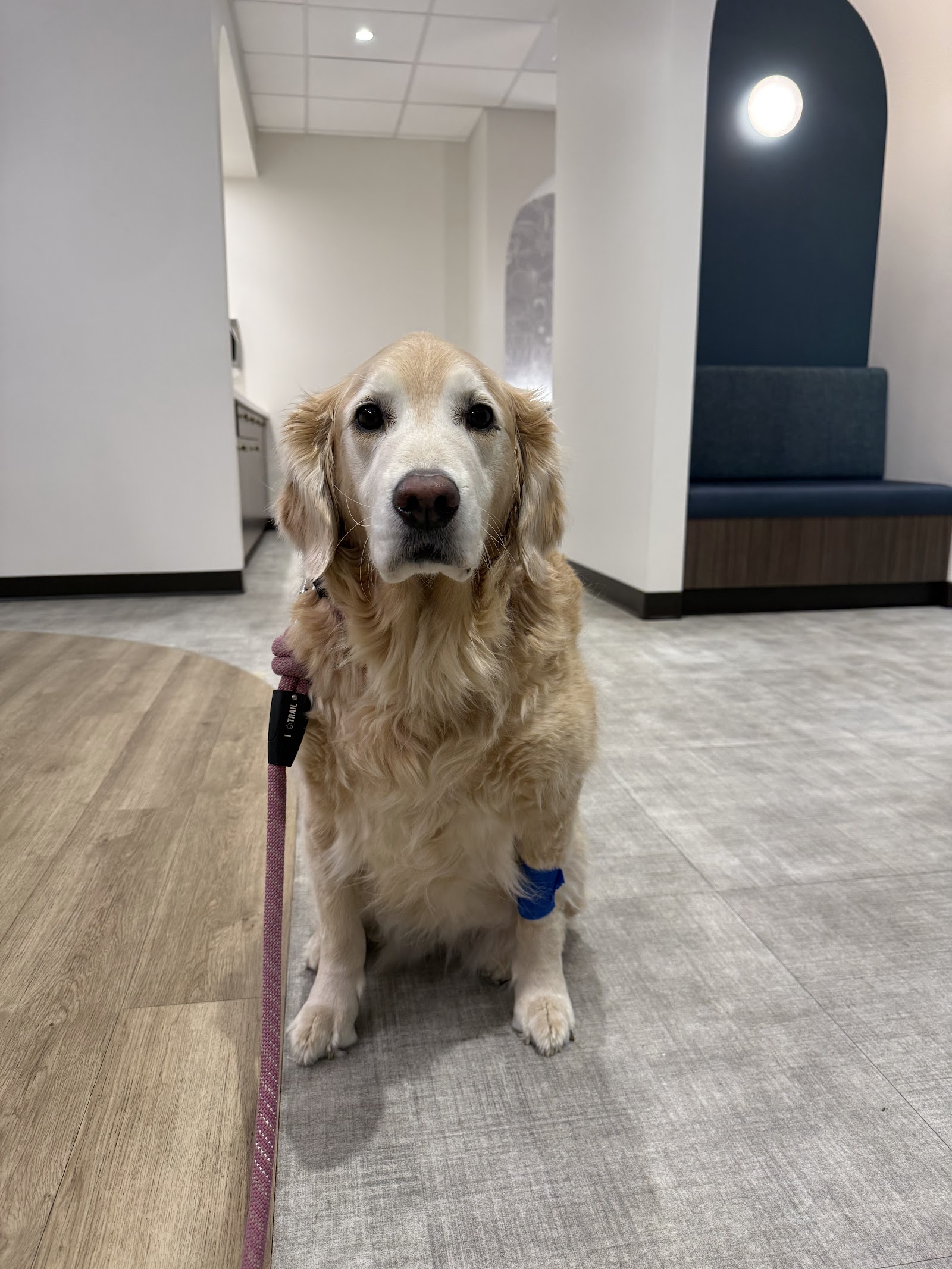 Bellevue Veterinary Emergency & Specialty
