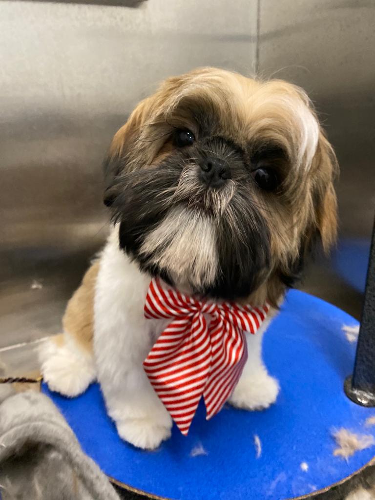 Best Dog Groomers Murray Hill