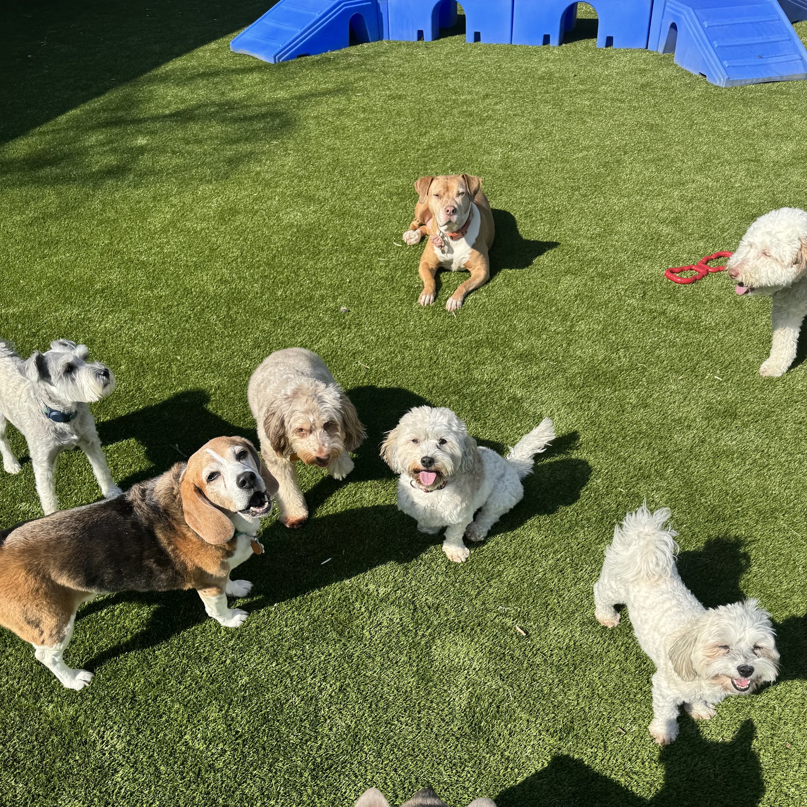 Best Little Dog House in Georgia