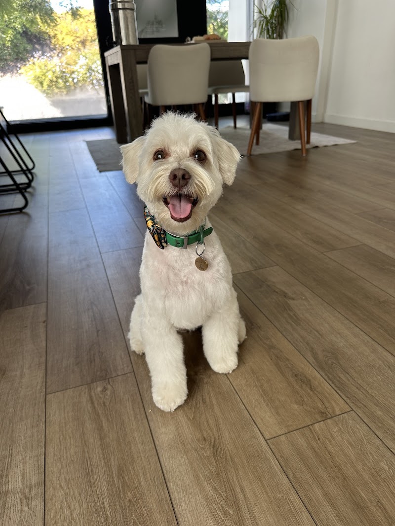 Besties DogSpa photo 3