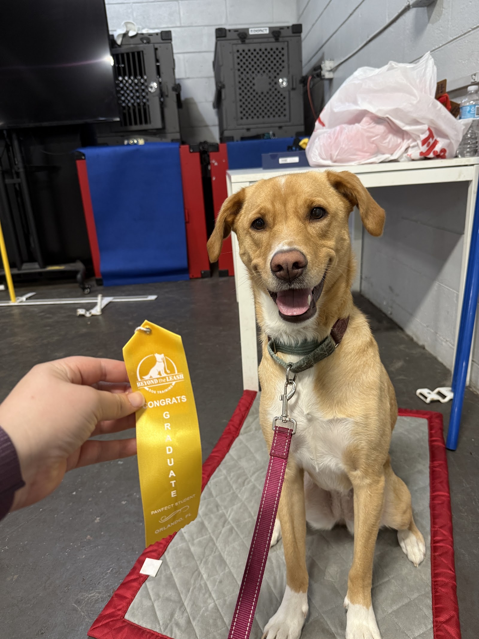 Beyond the Leash Dog Training
