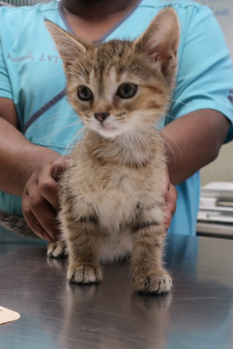 Beverly Hills Veterinary Associates photo 3