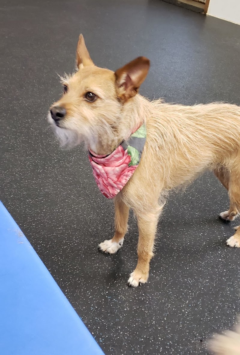 Dog Days Daycare & Boarding - Grand Ave photo 2