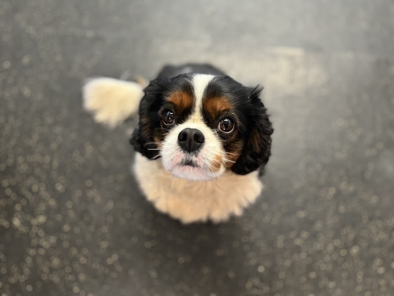 Dog Days Daycare & Boarding - Grand Ave photo 3