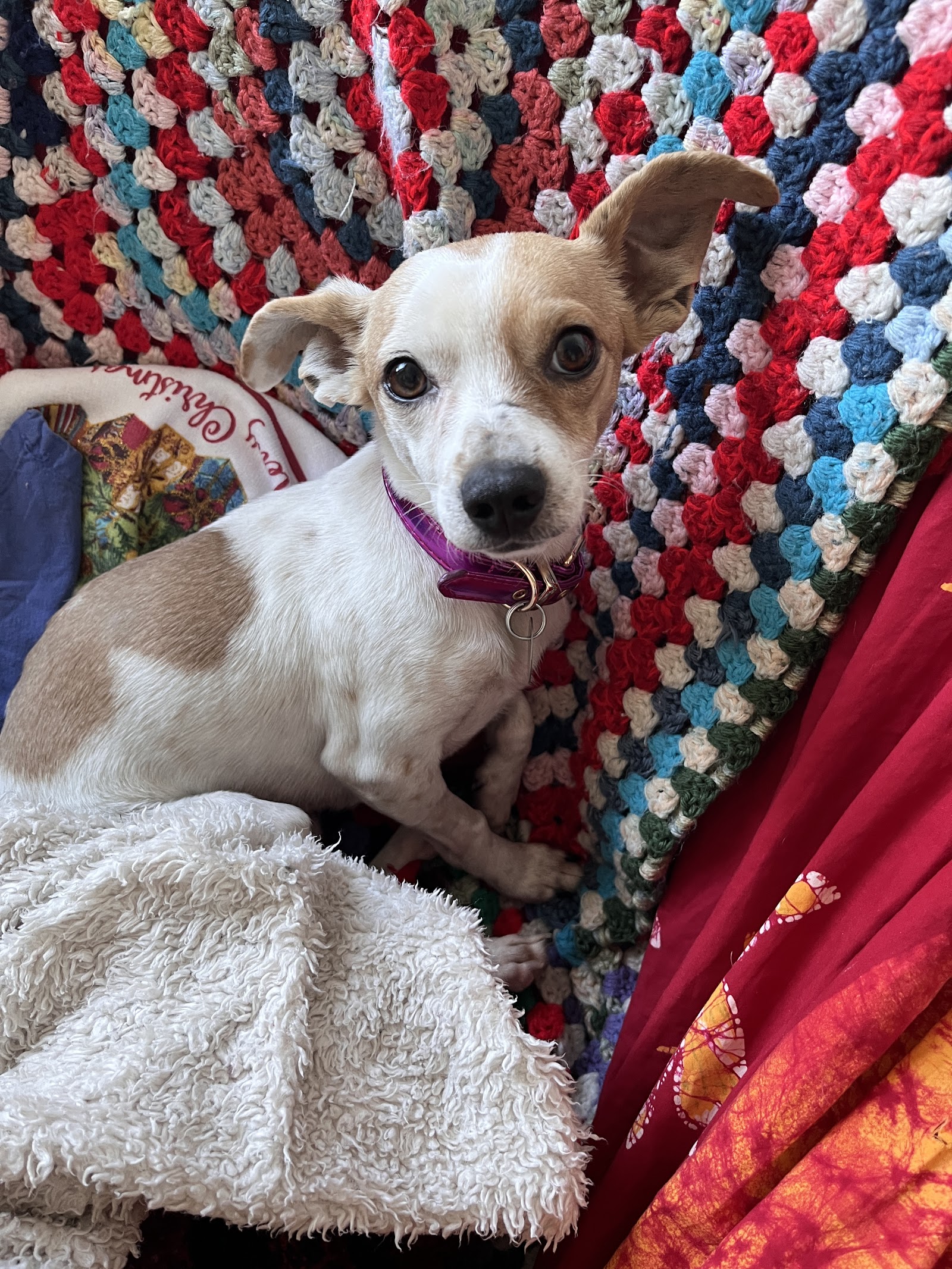 Bideawee Pet Adoption Center