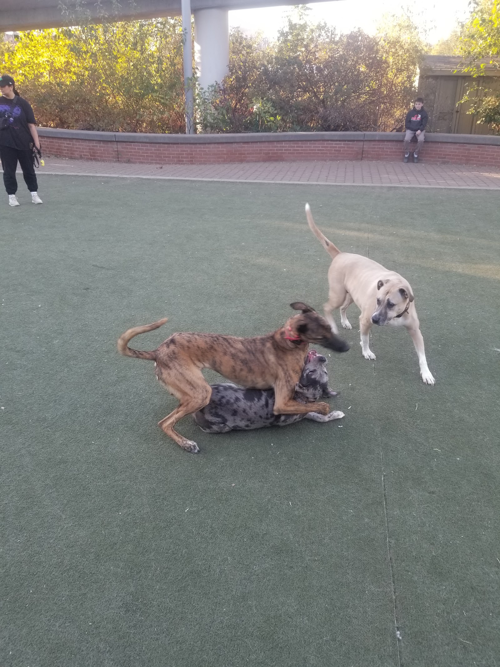 Big Dog Run