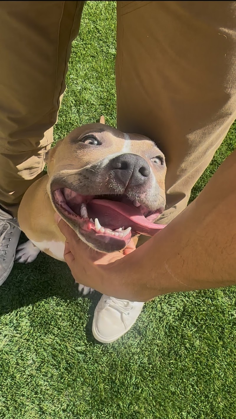 Blue Ribbon K9 of Las Vegas