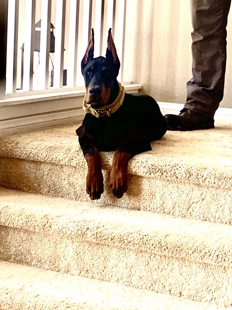 Blue Ribbon K9 of Las Vegas photo 2