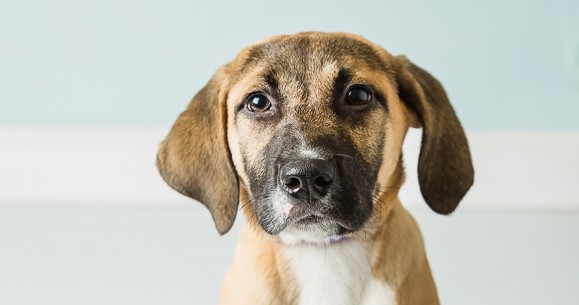 Blue Ridge Humane Society