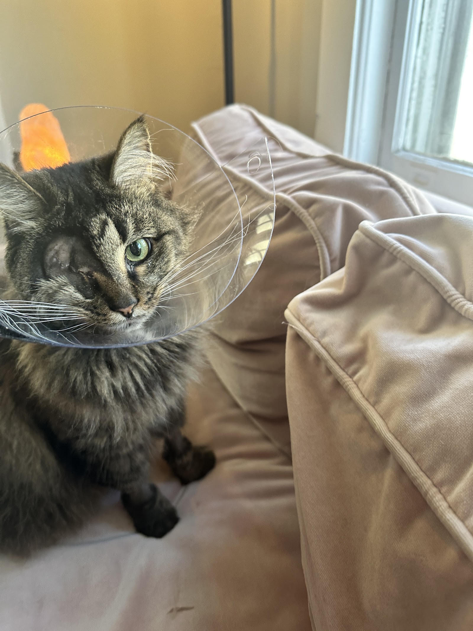 BluePearl Pet Hospital