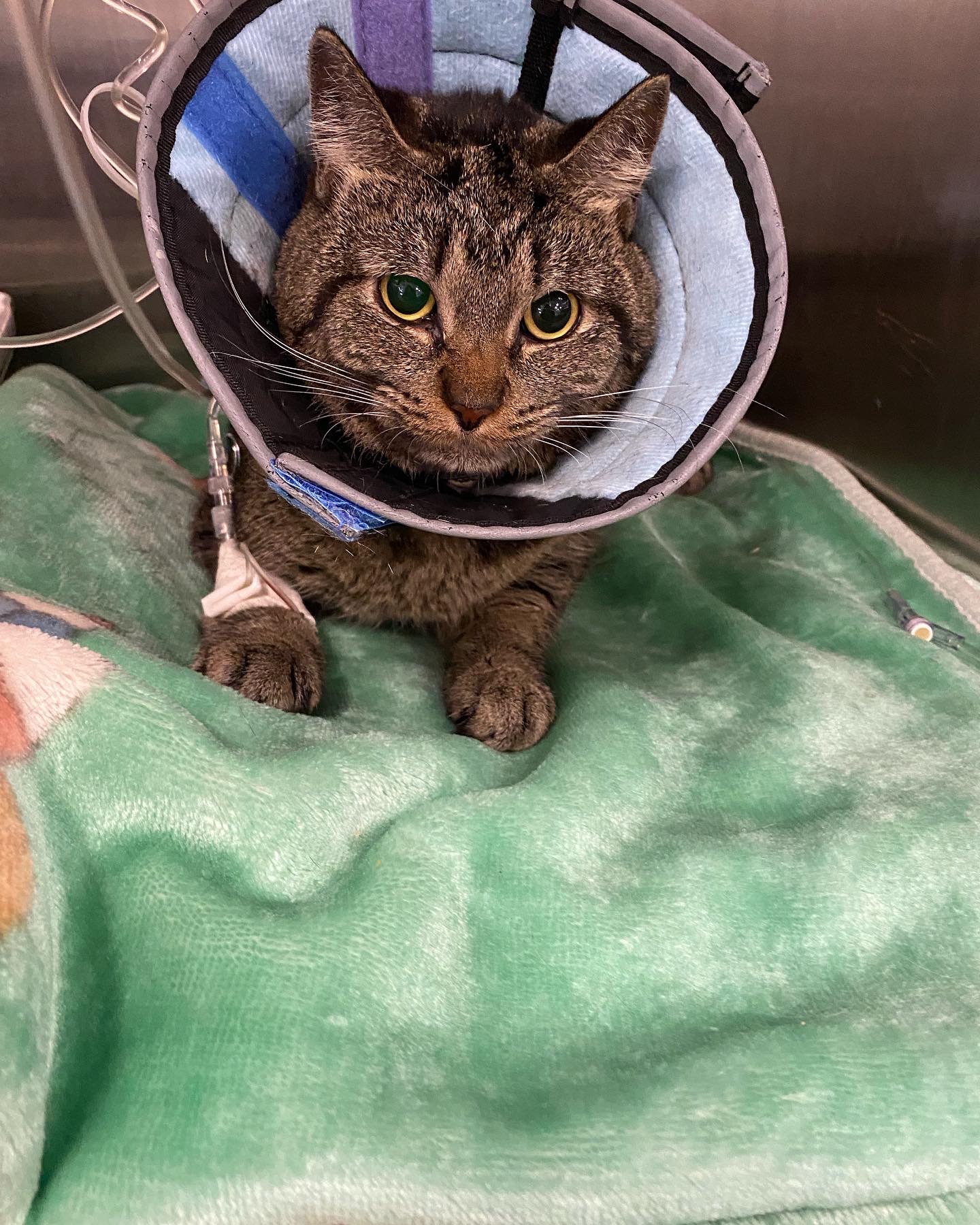BluePearl Pet Hospital