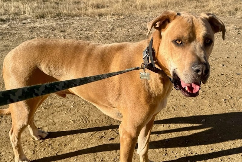 Boarding And Beyond photo 2