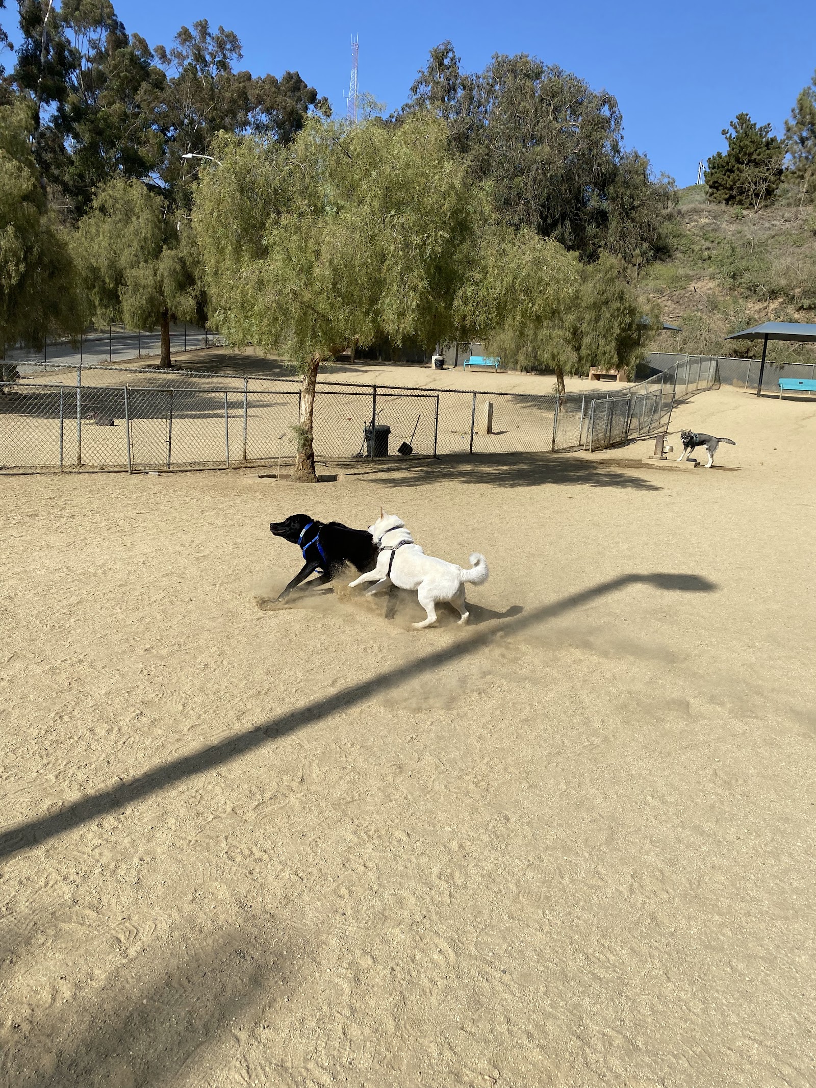 Boneyard Dog Park
