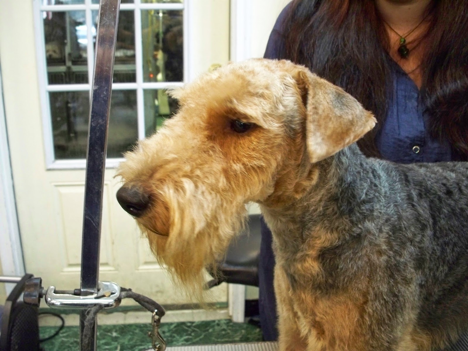 Bonnie's Dog & Cat Grooming