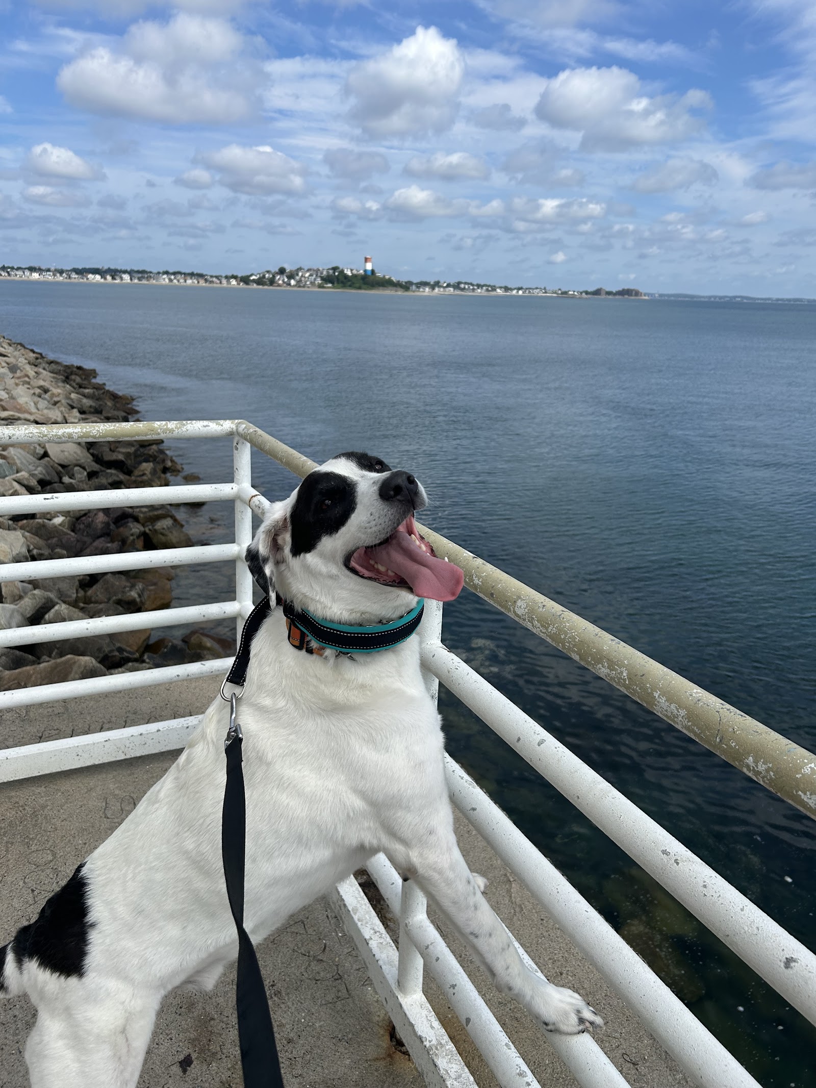 Boston k9 LLC
