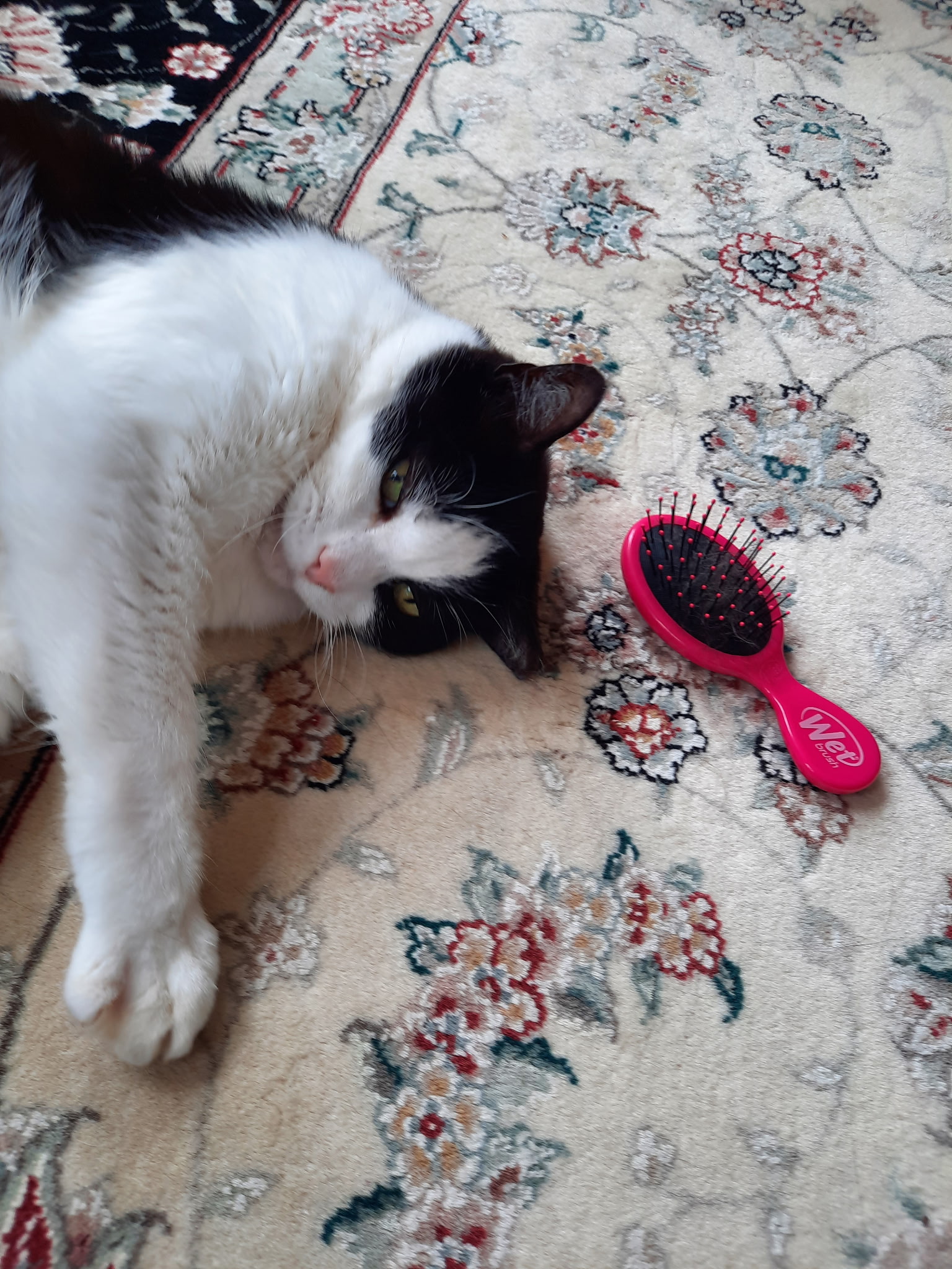Boston Pet Sitters