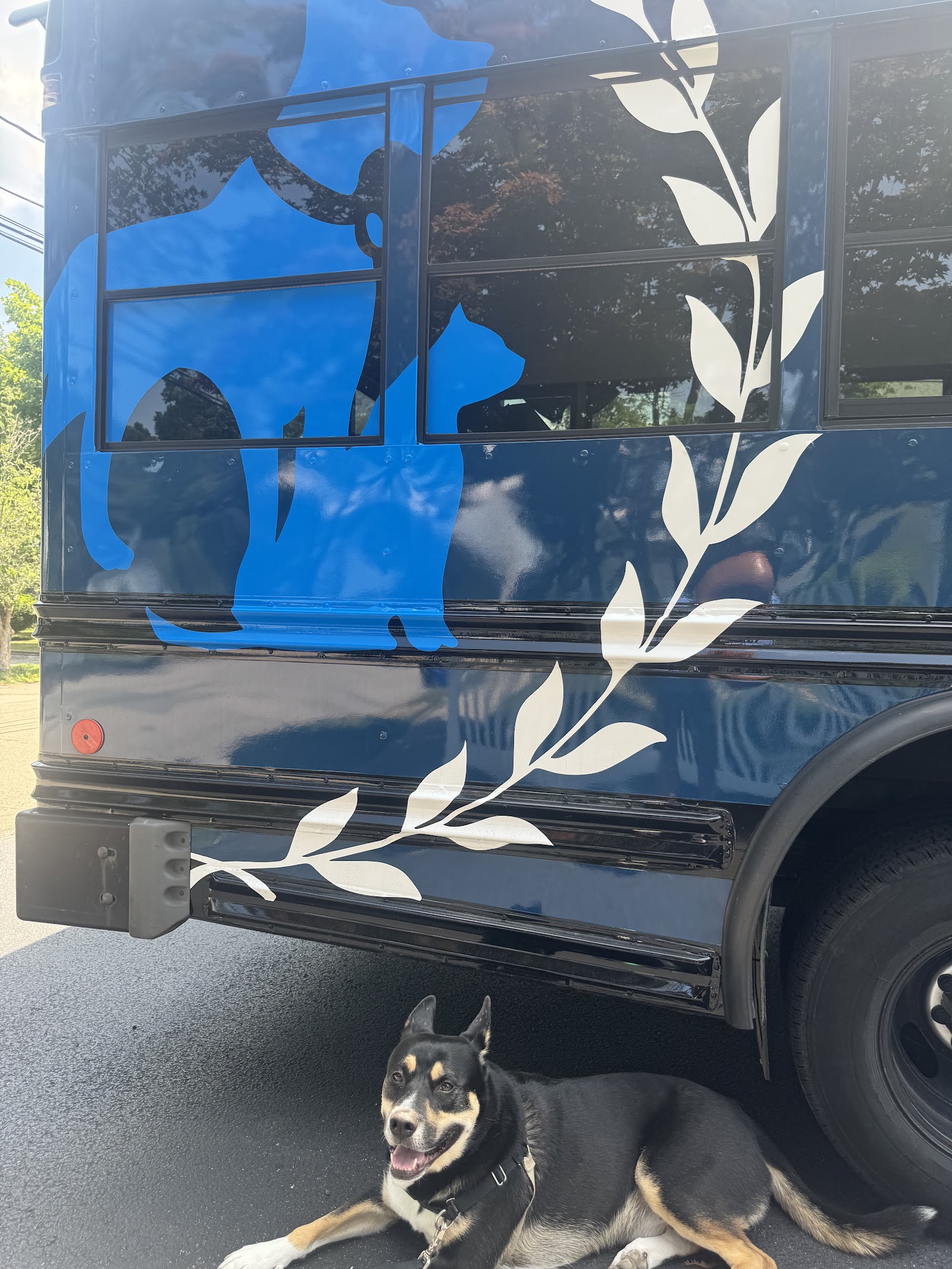 Boston's Best Dog Walkers And Pet Services