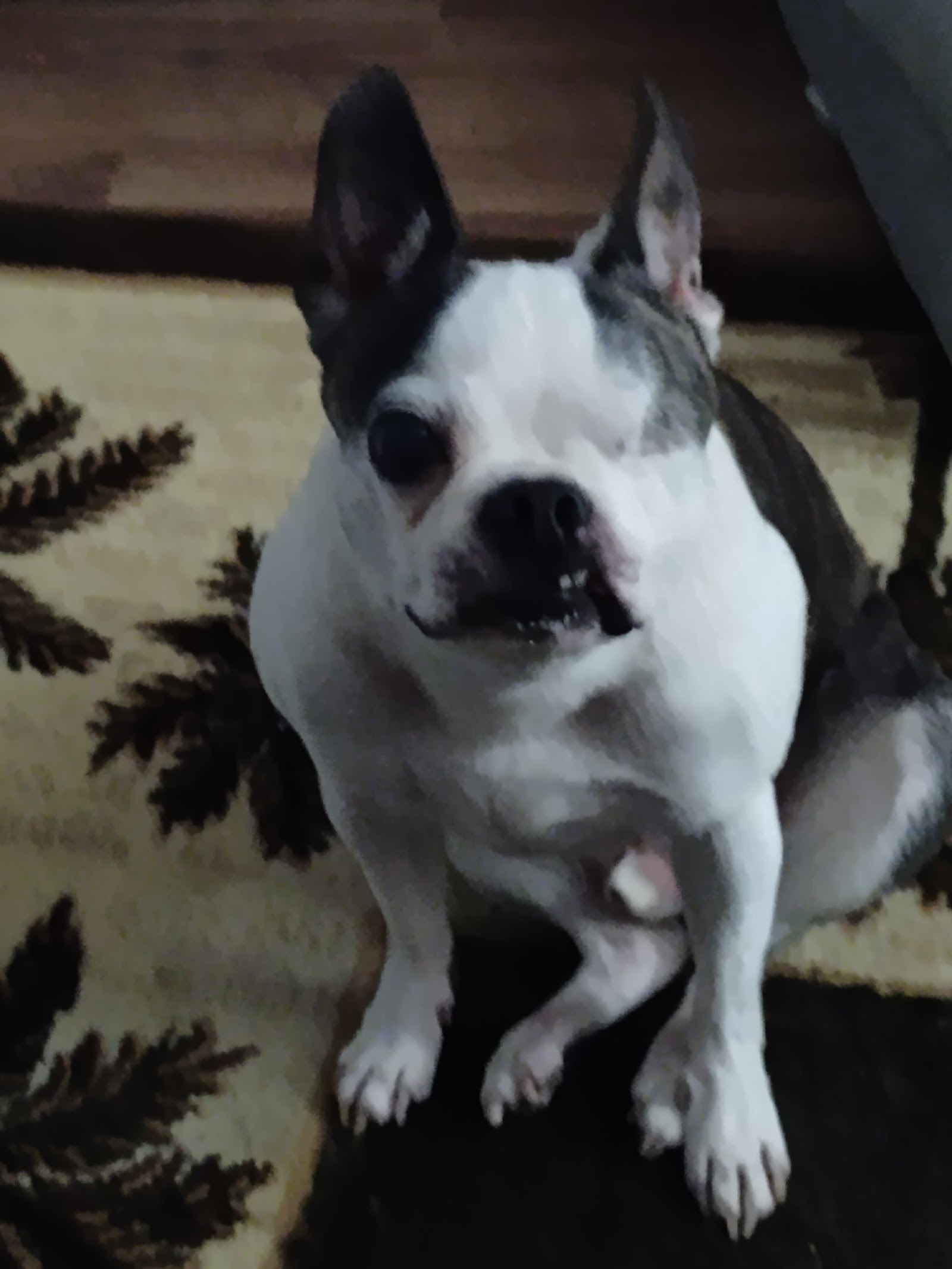 Boston Terrier Rescue of Fl