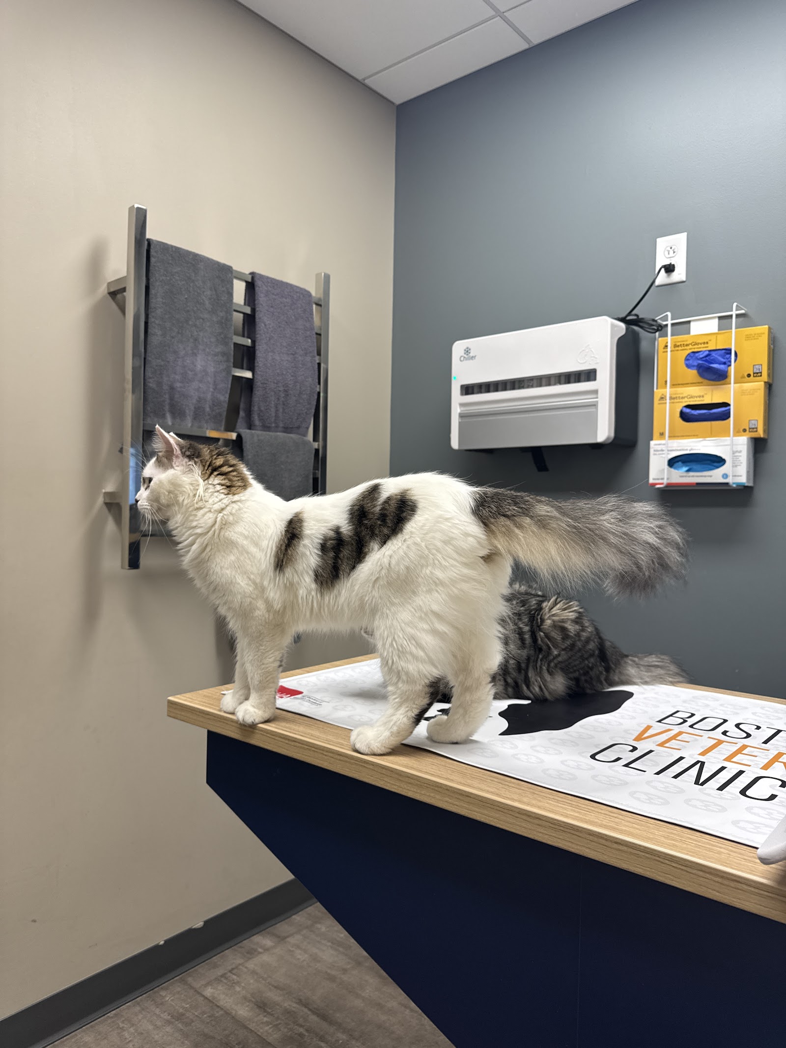 Boston Veterinary Clinic