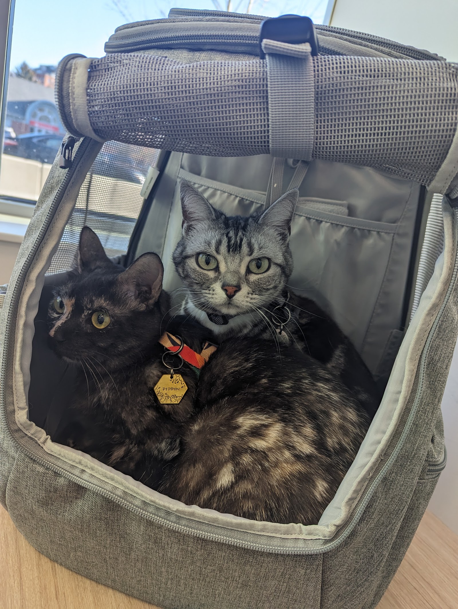 Boston Veterinary Clinic
