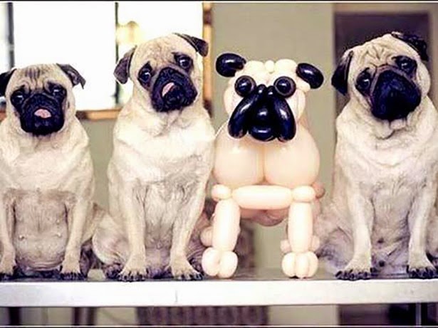 Bow Wow Grooming Boutique