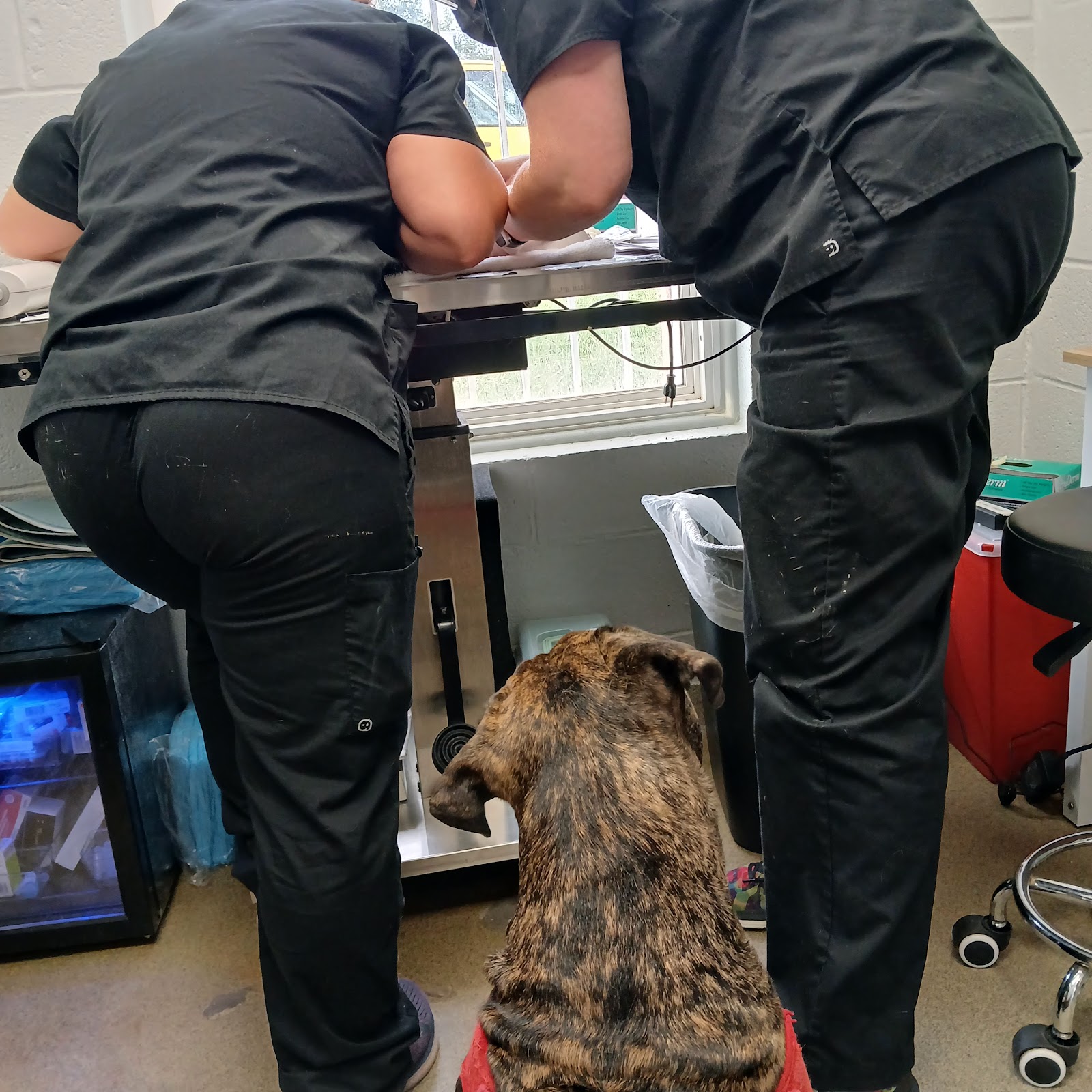 Brandywine Valley SPCA, Washington, DC - New York Ave