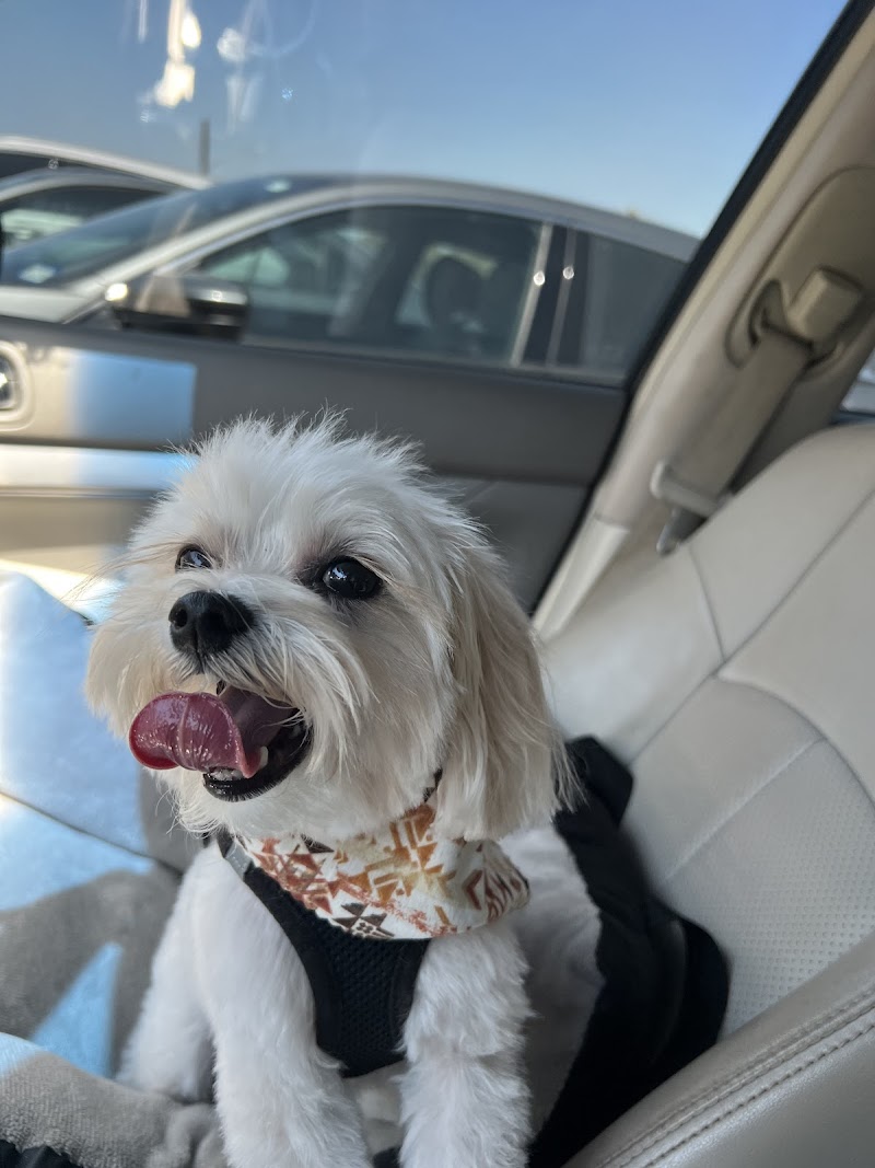 Bravado Dog Grooming photo 2