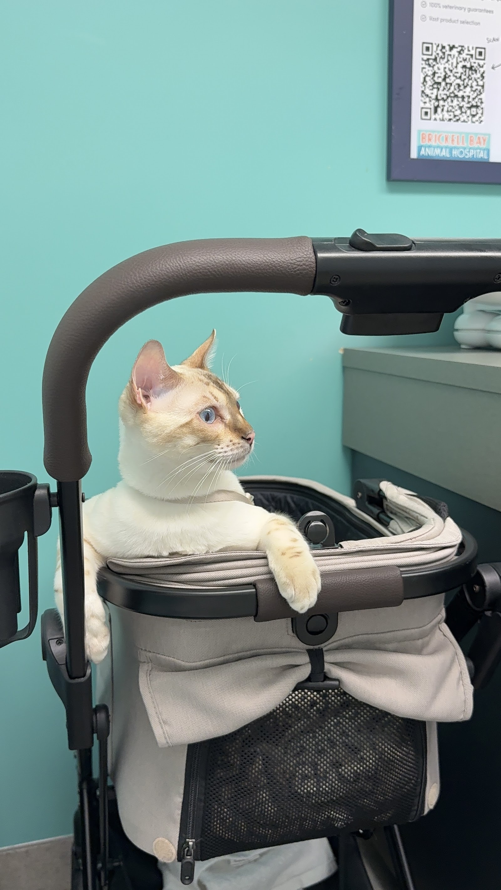 Brickell Bay Animal Hospital