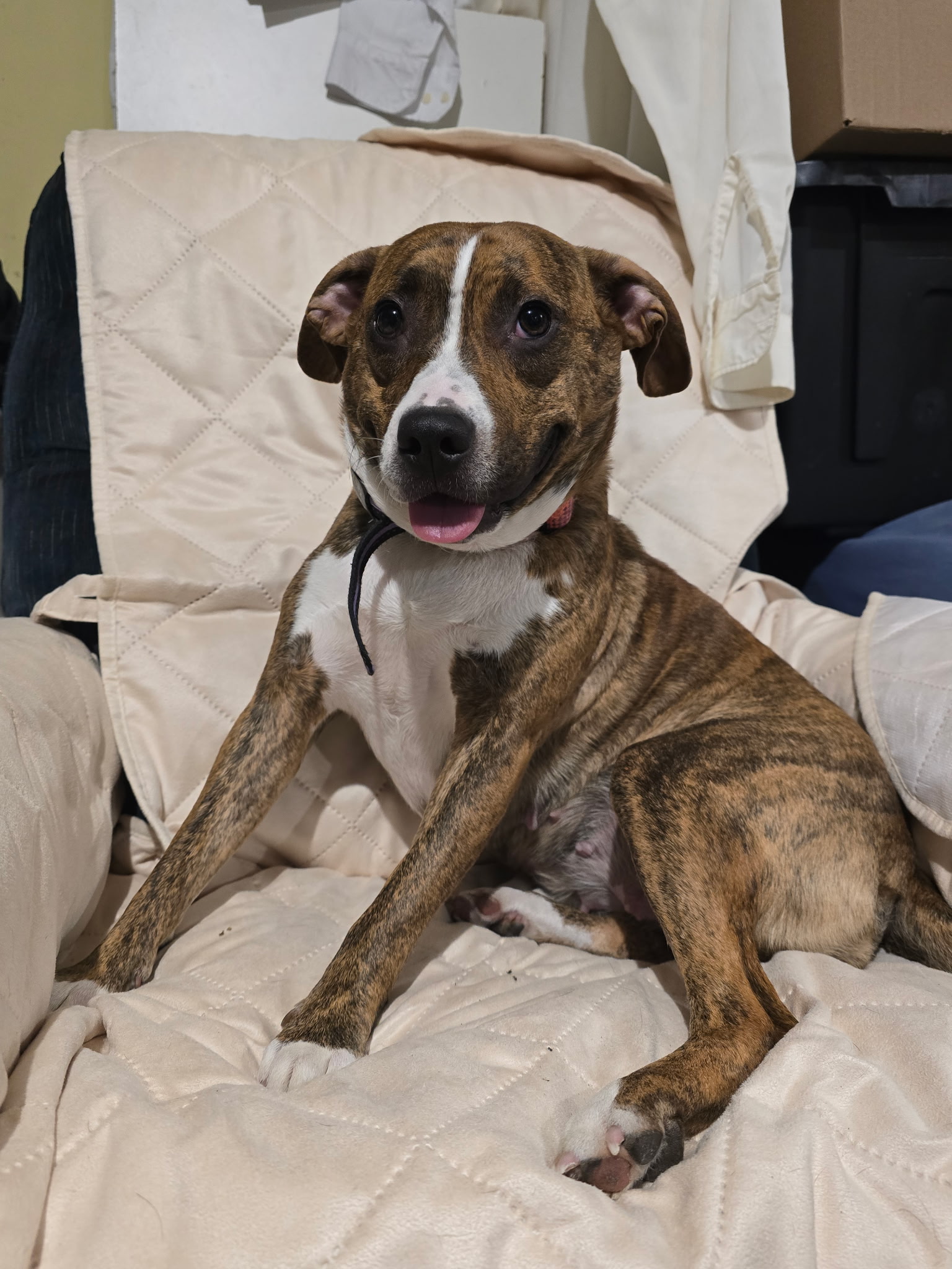 Brixies rescue inc