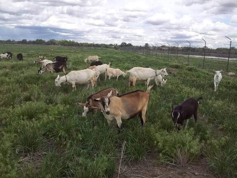 Broken Shovels Farm Sanctuary