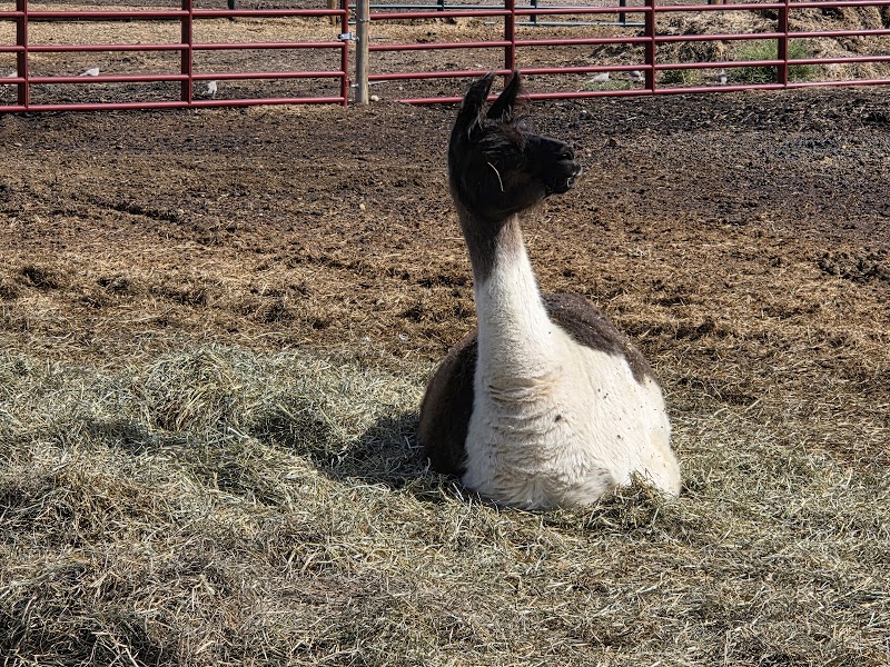 Broken Shovels Farm Sanctuary photo 3