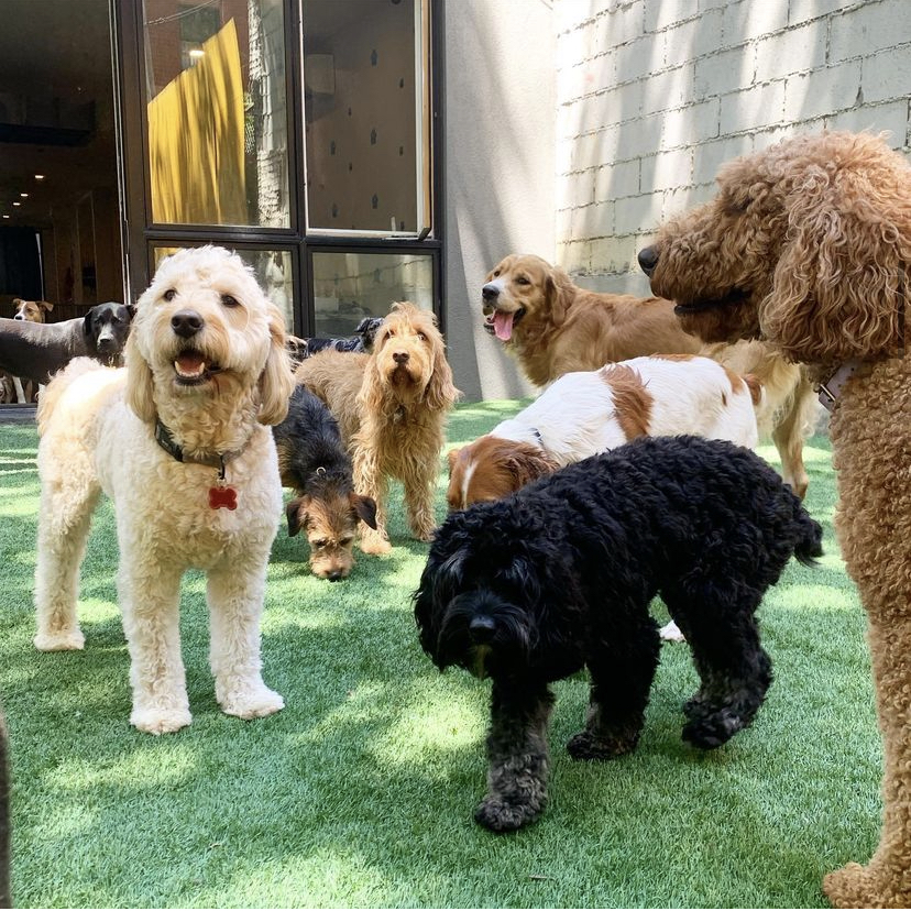 Brooklyn Pawffice