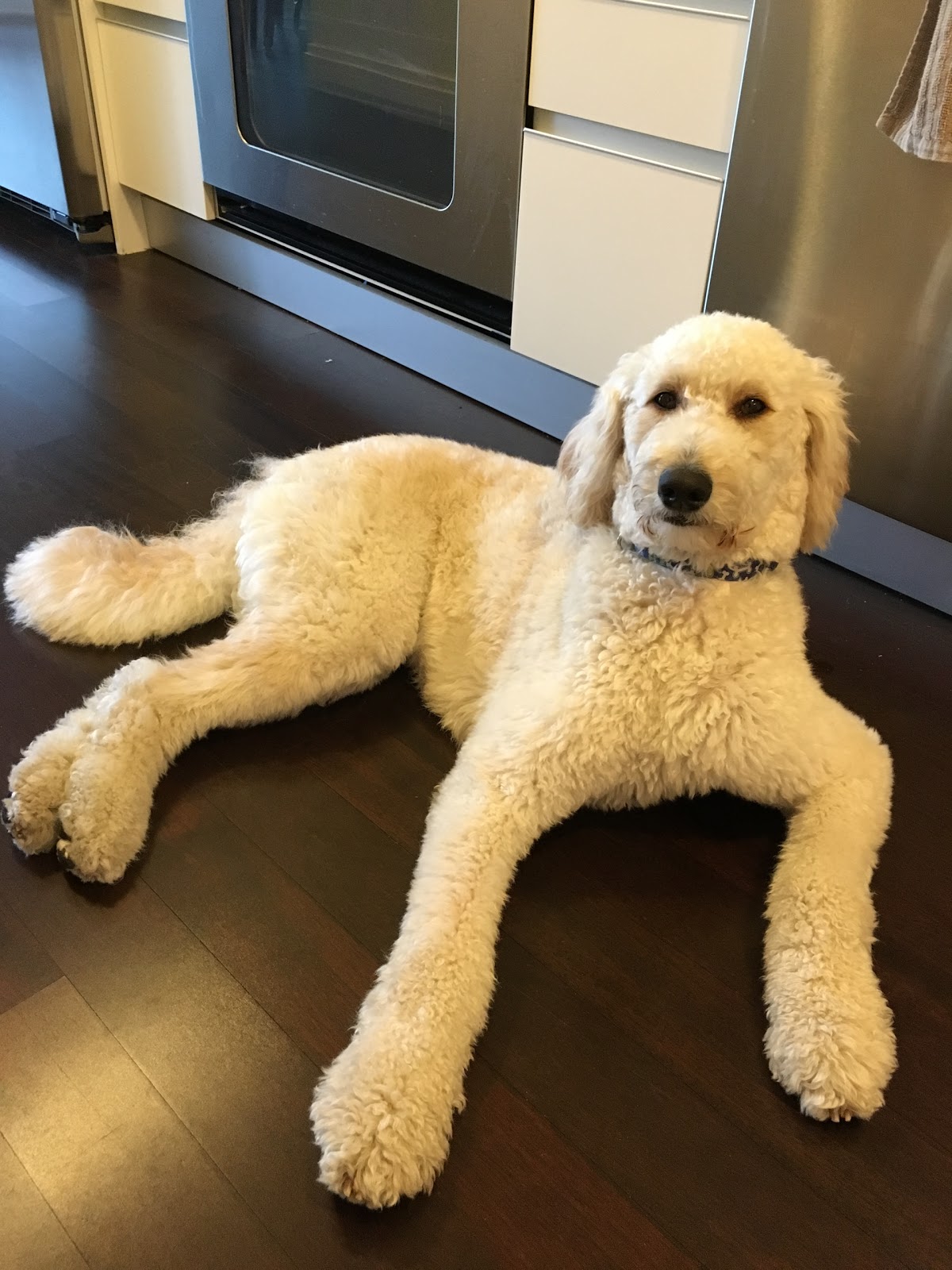 Brooklyn Tails and Trails