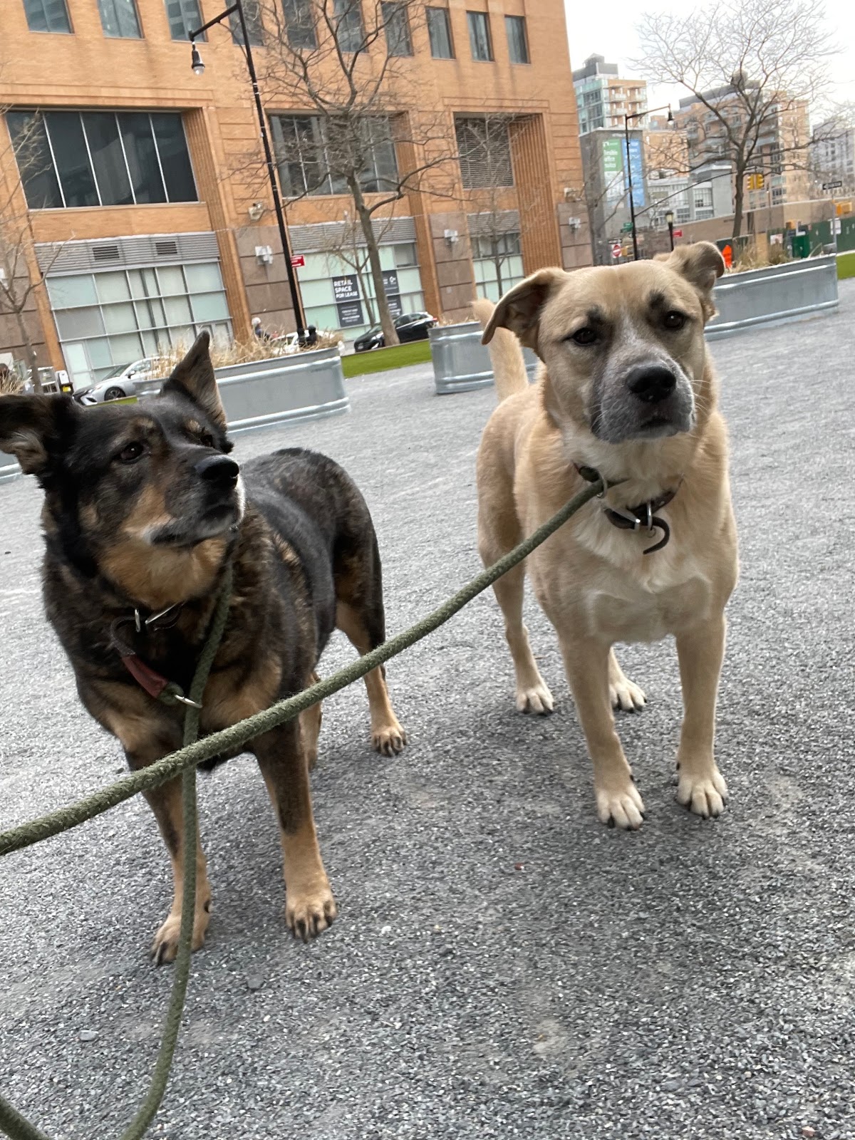 Brooklyn Tails and Trails photo 2