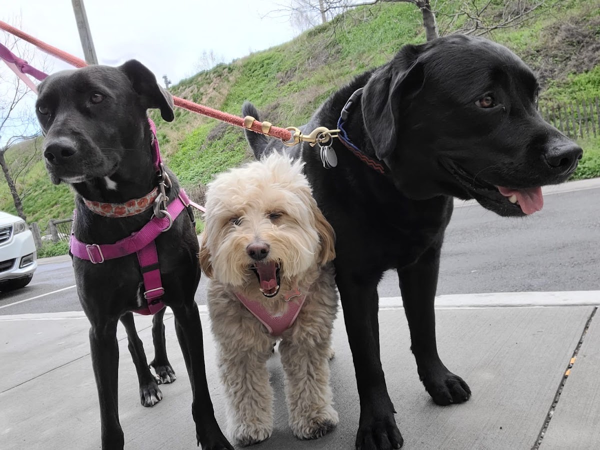 Brooklyn Tails and Trails photo 3