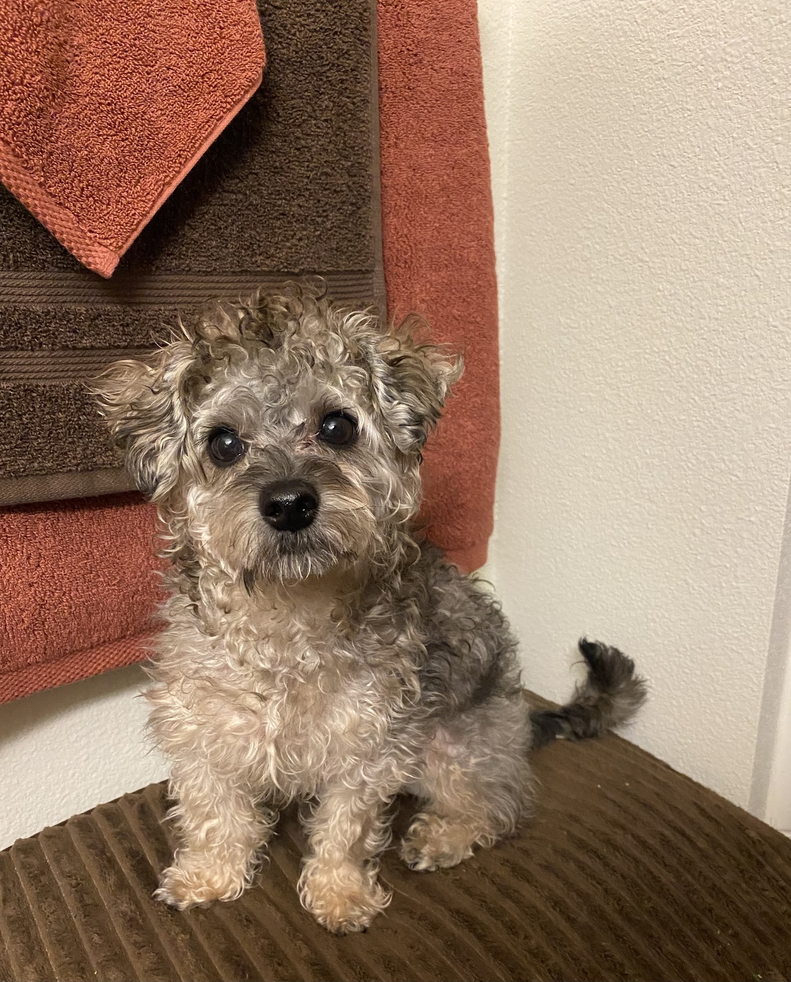 Bruno's Place DIY Dog Wash (self-serve only) NOT A GROOMER