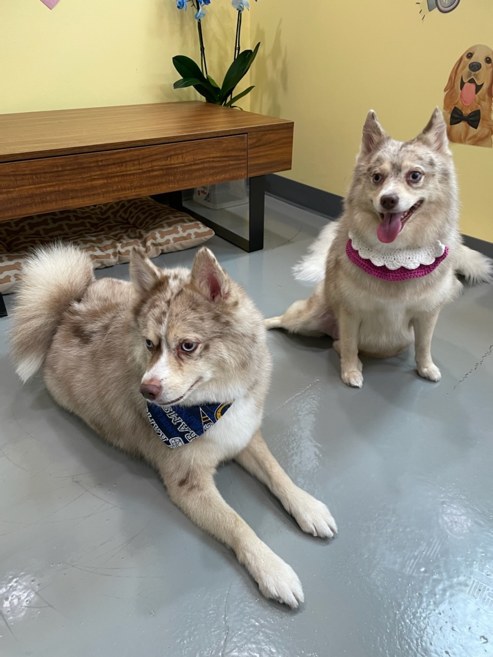 Bubble Pup Salon
