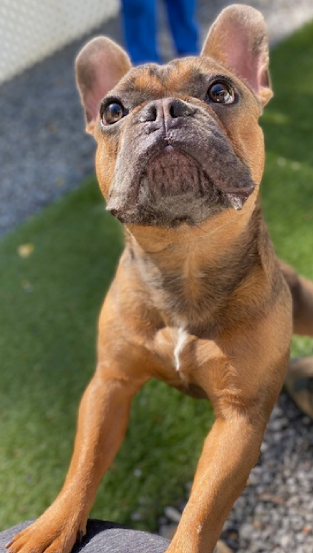 Buckeye Kennels