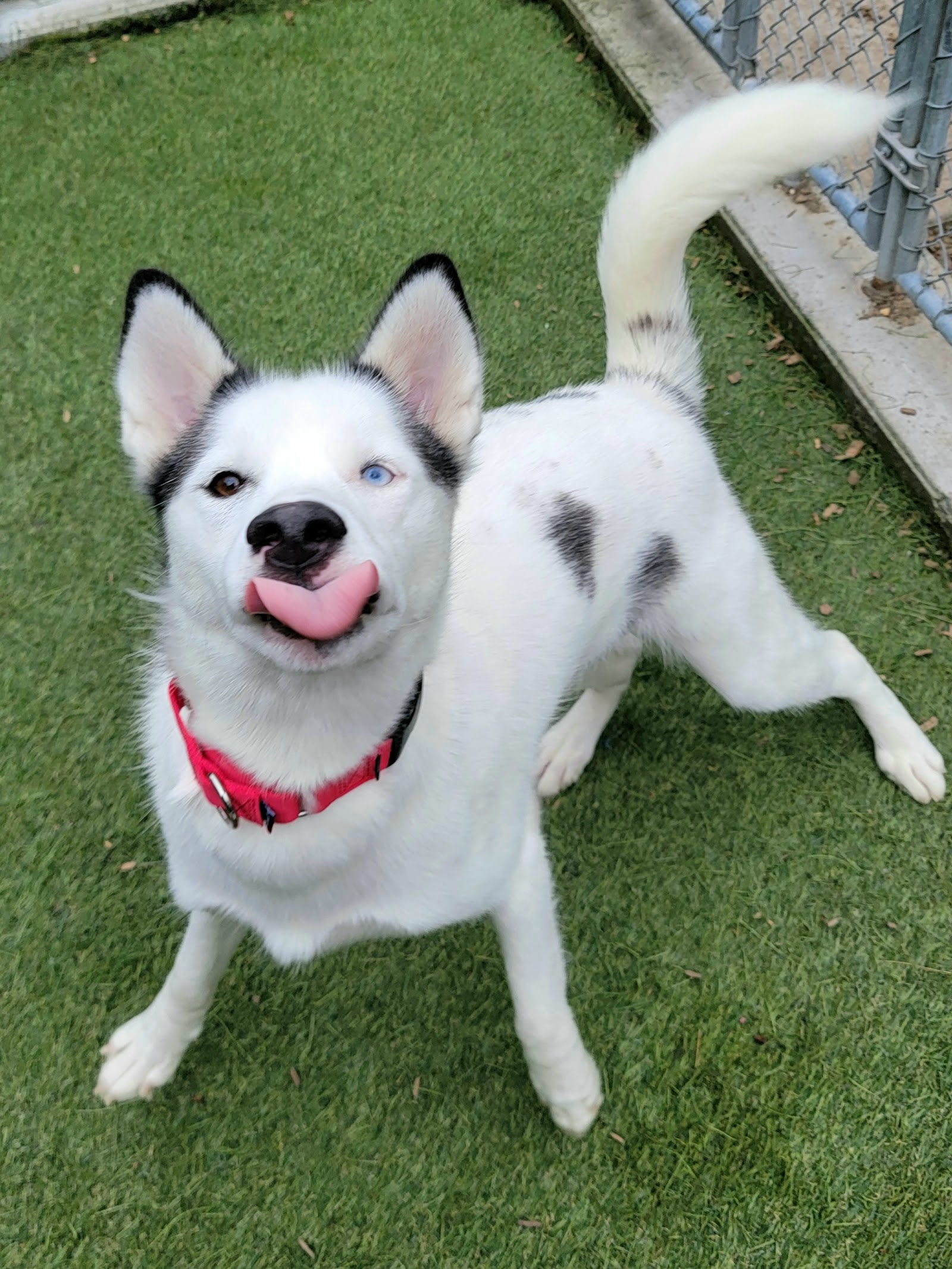 Buddy Dog Humane Society Inc