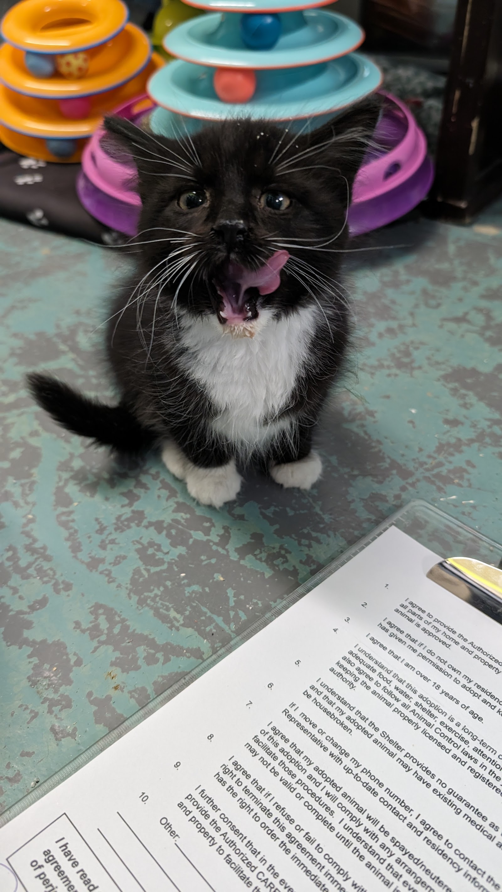 Burien C.A.R.E.S. Animal Shelter
