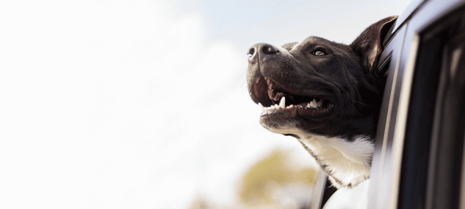 Burleson Animal Emergency Hospital