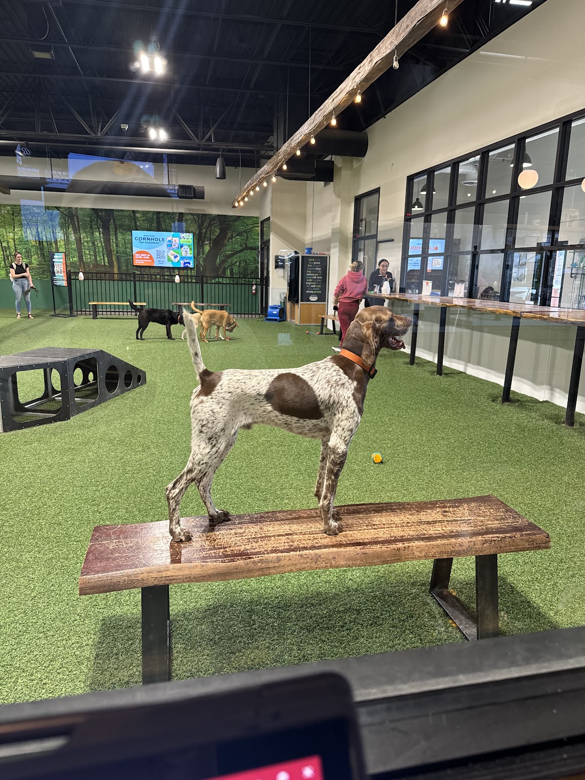 Brew Park Plymouth photo 2