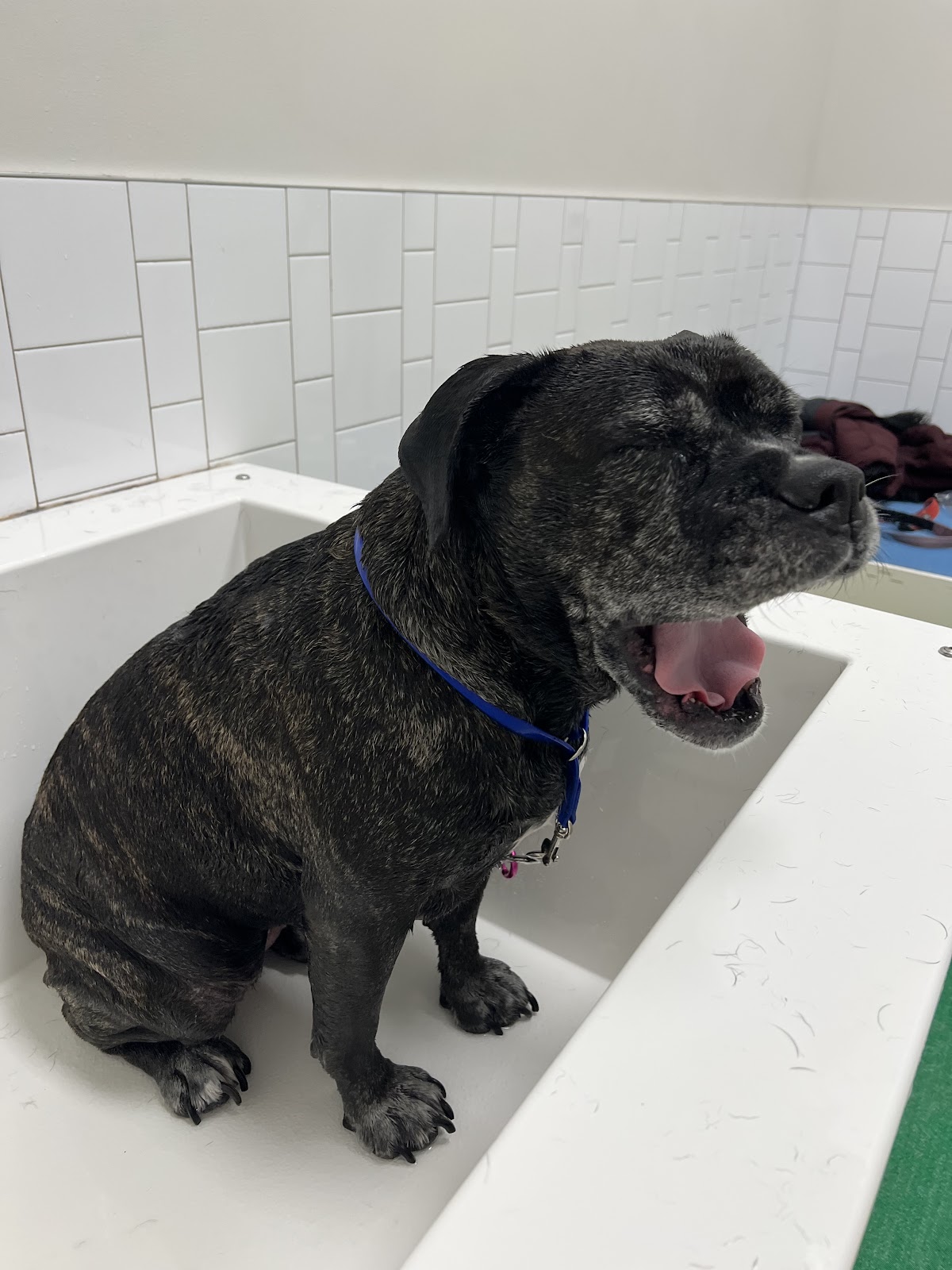 Dog's Day Out photo 2