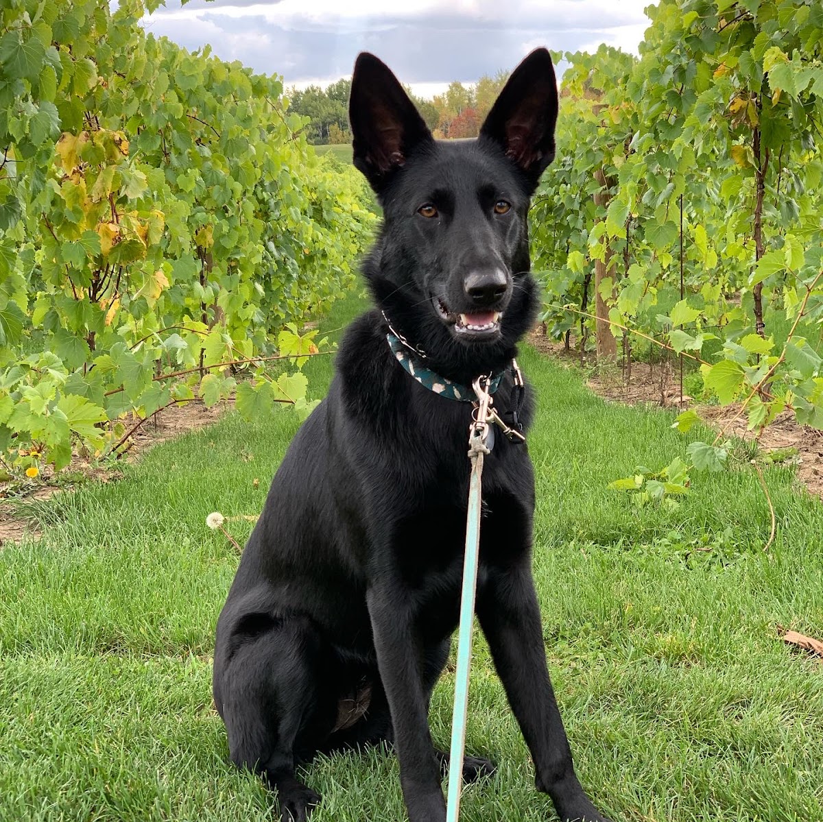 Downtown Dogs photo 2