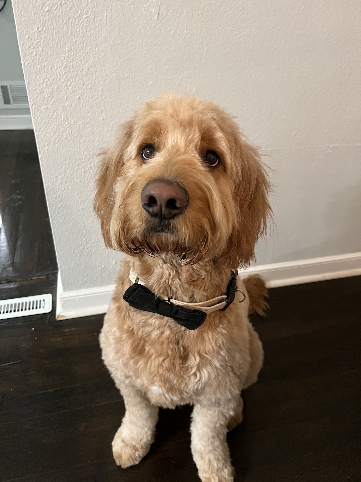 Downtown Dogs photo 3