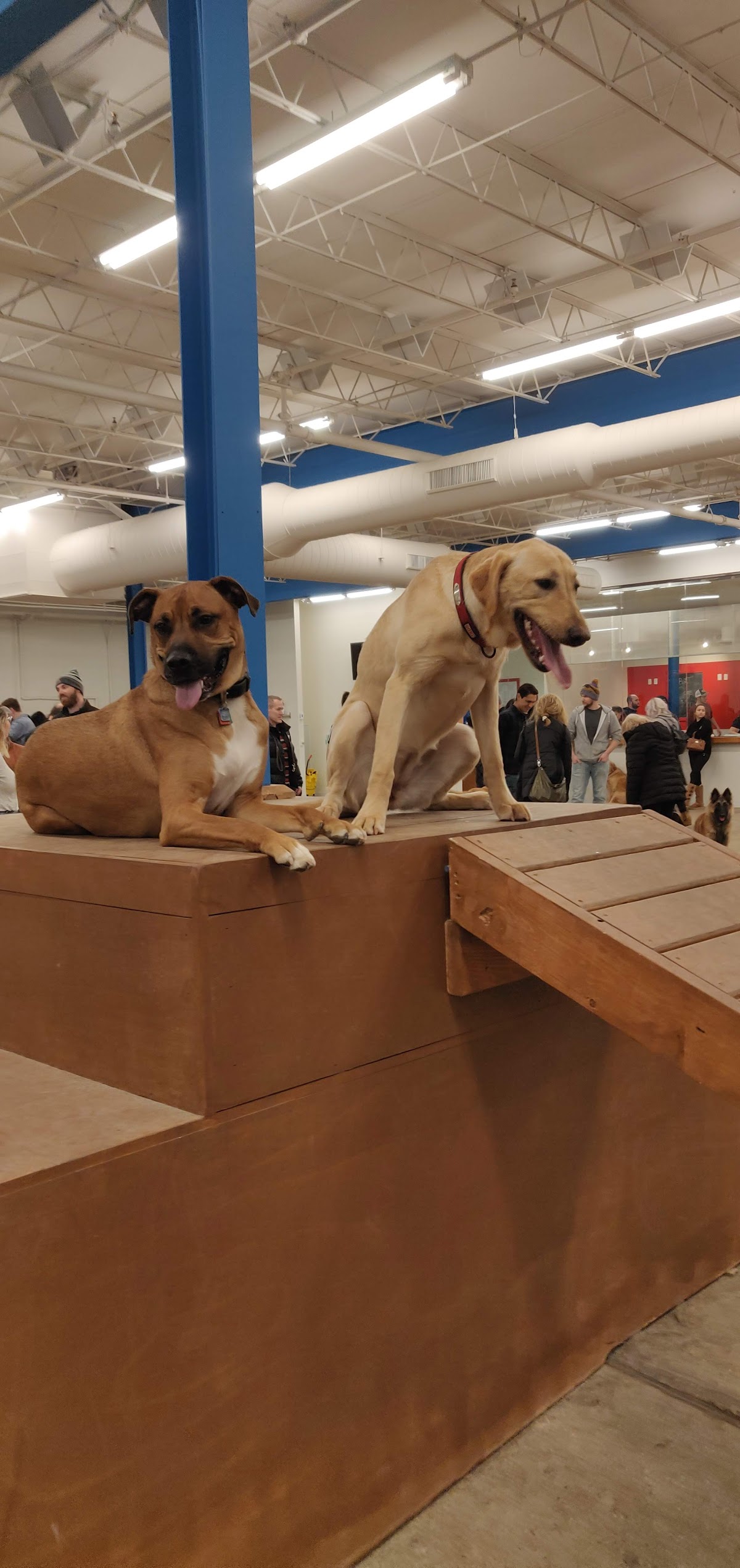 Unleashed Hounds and Hops