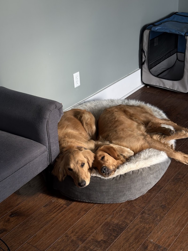 Simply Love Pet Grooming & Doggie Day Care photo 3