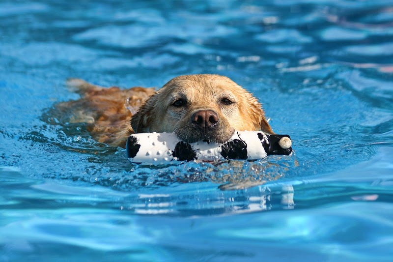 Doggy Paddle Aquatic Center For Dogs