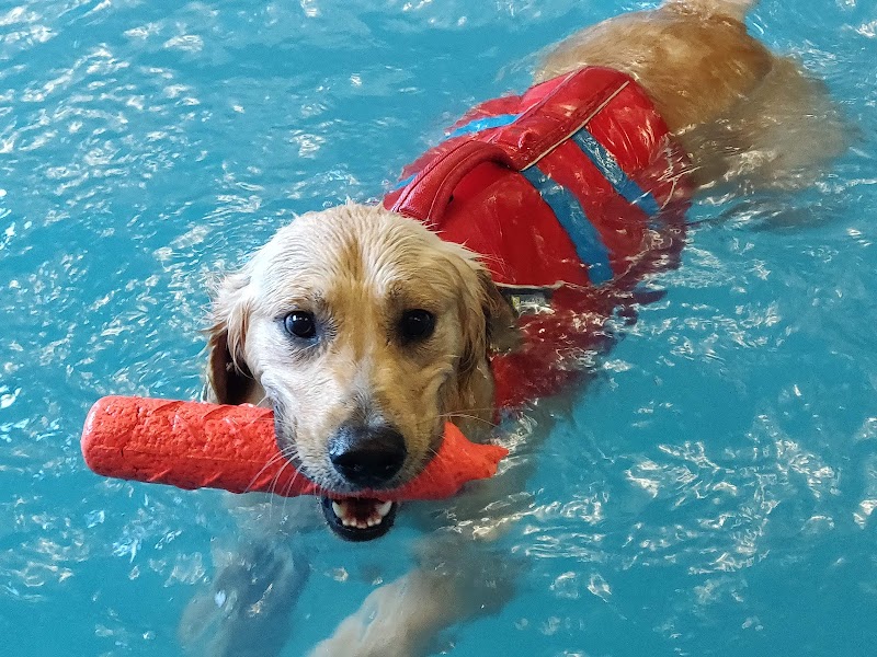 Doggy Paddle Aquatic Center For Dogs photo 2