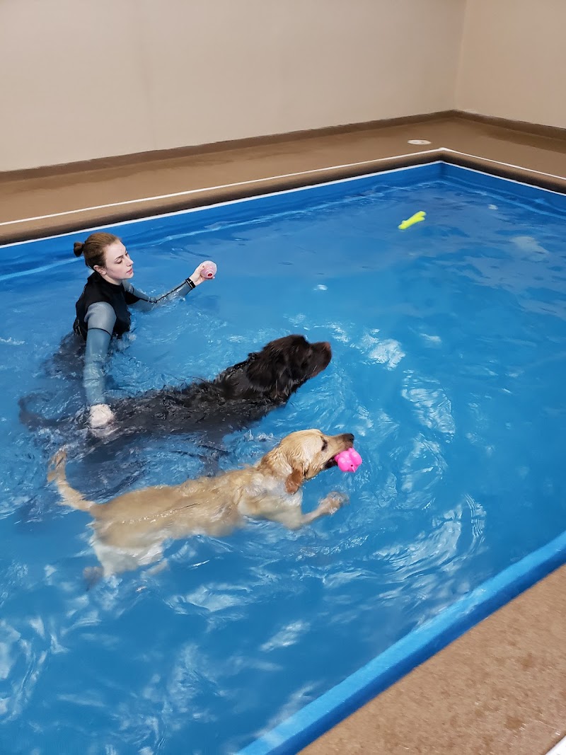 Doggy Paddle Aquatic Center For Dogs photo 3